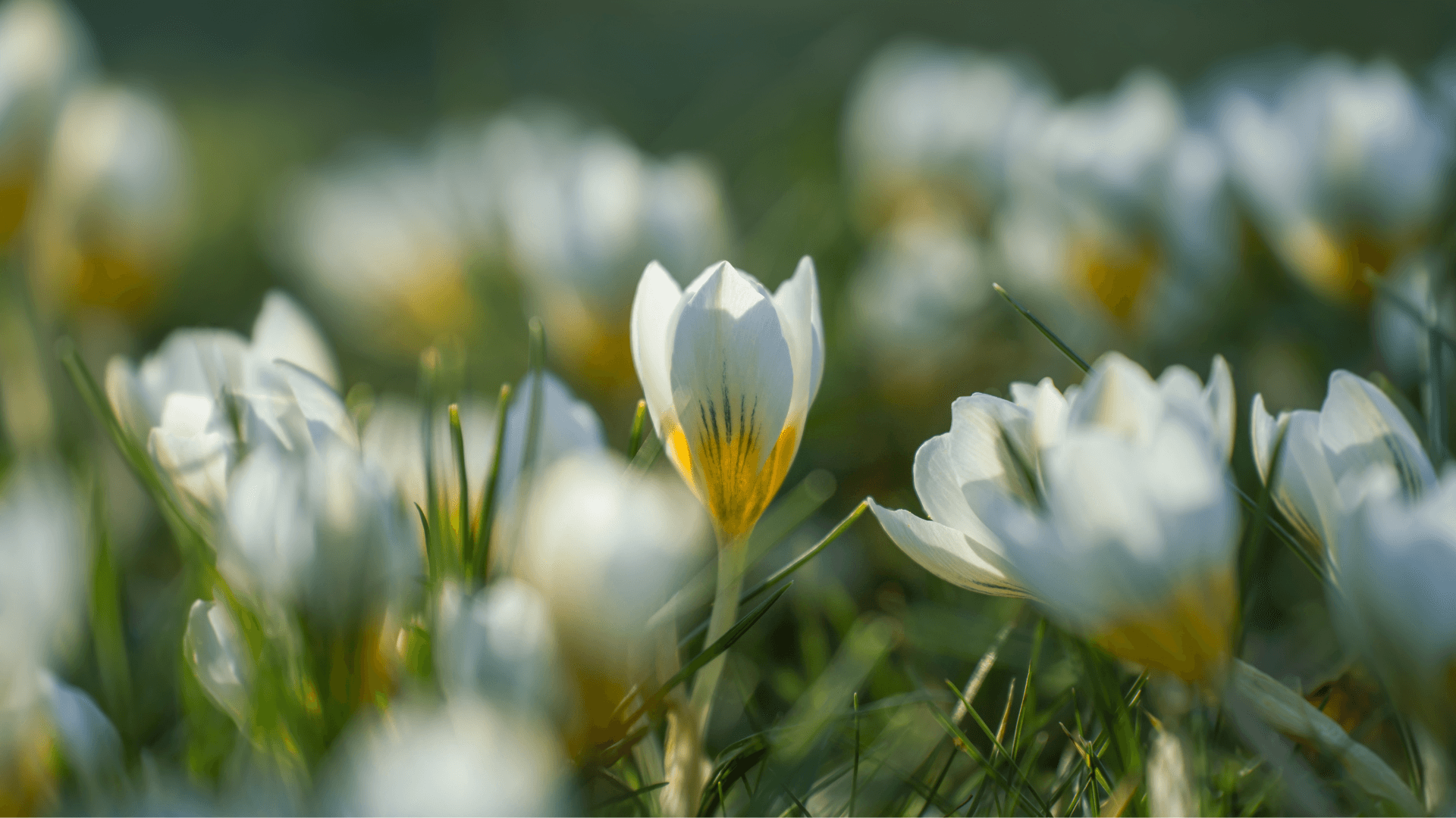 Spring Statement 2026